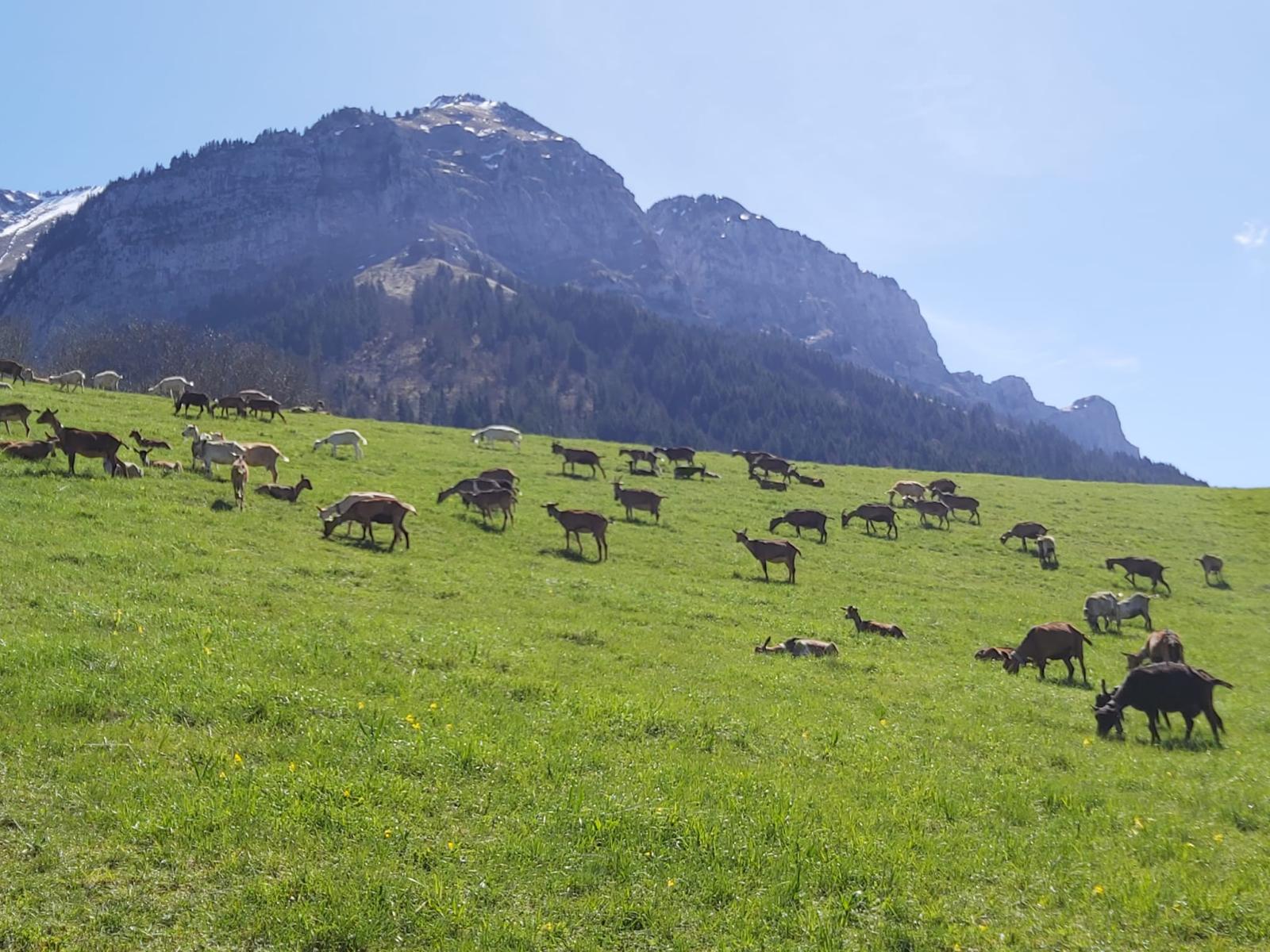 Image of Chalet Montmin 1000m