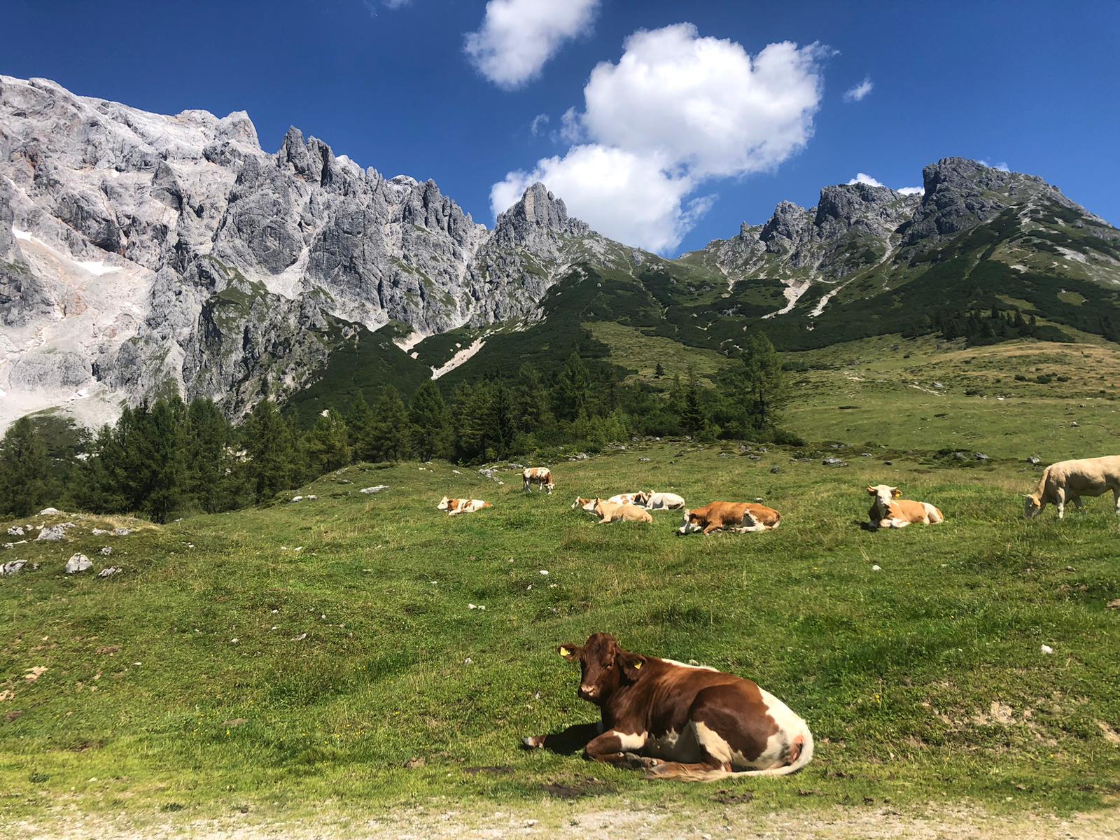 Image of Chalet Montmin 1000m